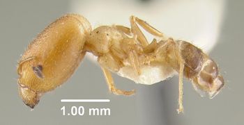 Media type: image;   Entomology 22810 Aspect: habitus lateral view